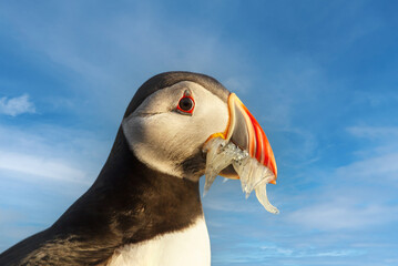 Portrait of Atlantic puffin with sand eels in the beak against blue sky