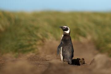 Magellanic penguin on the coastal area of the Falkland Islands