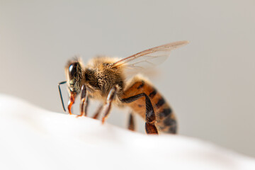 Hairy bee sucking honey from a white plate.