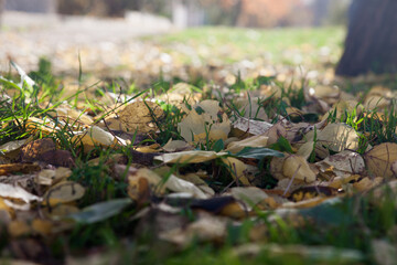 Autumn park with yellow leaves on green grass close-up.