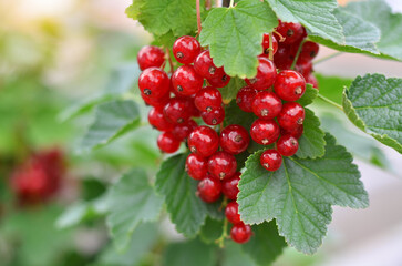 Close-up of ripe red currant berries, selective focus. Concept of growing your own organic food.