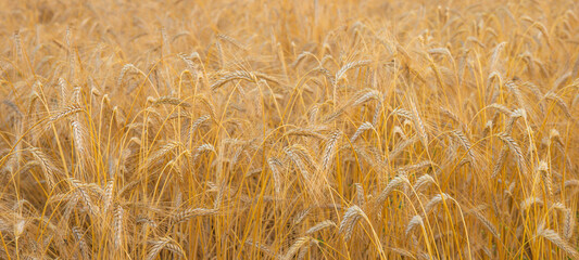 Golden wheat in the field. Grain spikes ripening in summer before the harvest.