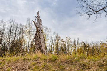 Old Broken tree after storm damage.one tree trunk broken by strong winds in the forest.Spring...