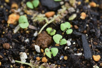 バジル栽培・家庭菜園