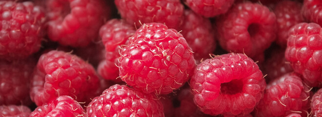 Banner with bright red raspberries. Red background, copy space