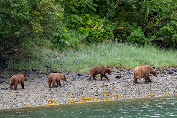 Fototapeta na wymiar Eine Grizzlymutter mit ihren drei, fast erwachsenen, Jungen - Der Nachwuchs bleibt mindesten drei Jahre bei der Mutter, um das zu erlernen was zum Überleben in der Wildnis notwendig ist