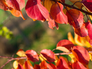 Beautiful red autumn leaves for a natural background. Red autumn leaves on a tree branch