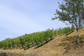 Fototapeta na wymiar The vineyard of Burg in Magdeburg, Sachsen Anhalt - Germany