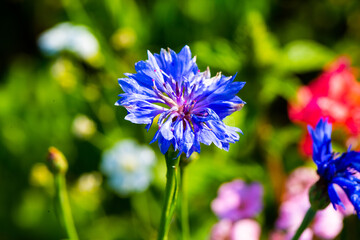 Cornflowers in the field of wildflowers laid out for the bees