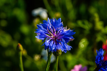 Cornflowers in the field of wildflowers laid out for the bees