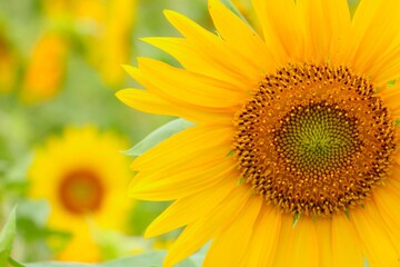 Fototapeta premium sunflower close up