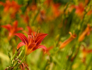 Obraz premium Beautiful close-up of hemerocallis, Belgium