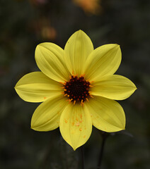 Beautiful close-up of a dahlia