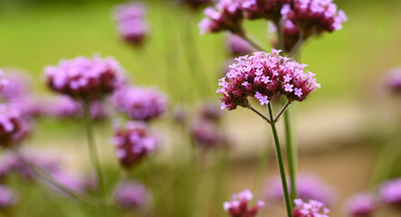 Beautiful close-up of verbena officinalis
