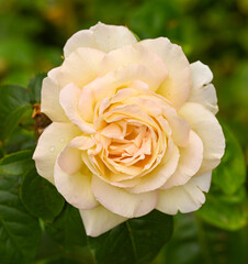 Beautiful close-up of a rose garden