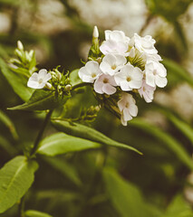Beautiful close-up of white phlox paniculata flowers