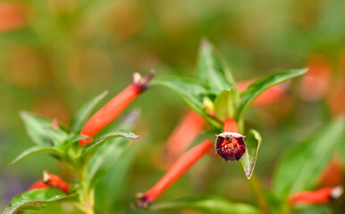 Beautiful close-up of cuphea ignea