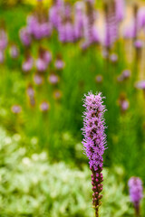 Beautiful close-up of liatris spicata