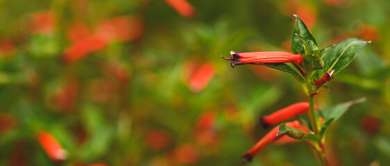 Beautiful close-up of cuphea ignea