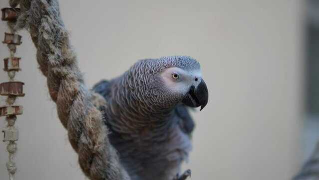 Funny grey parrot scratching neck and shaking feathers 4k 10bit HDR slowmotion