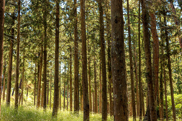 Fototapeta na wymiar wide-angle perspective forest trees midday