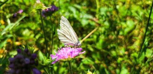 Schmettling sucht Nektar auf lila Blume