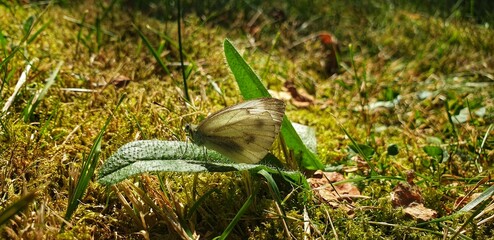 Heller Falter auf grünem Batt in der Wiese