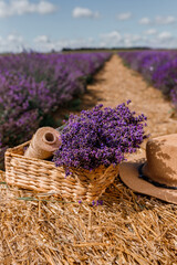 .A bunch of cut lavender in a wicker basket against a backdrop of flowering lavender fields. Lavander Harvesting concept