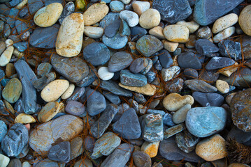 Multi-colored pebbles with fallen pine needles on the seashore close-up