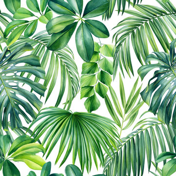 Green Palm leaves on white background, watercolor botanical. floral Seamless patterns.