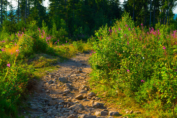 Entrance to the trail in the Tatra Mountains. Beautiful landscape on the trail in the Tatra Mountains in Zakopane. Entrance to Kopieniec, Nosal, Morskie Eye.