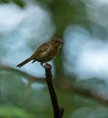 Robin