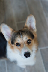 Welsh Corgi Pembroke Porträt