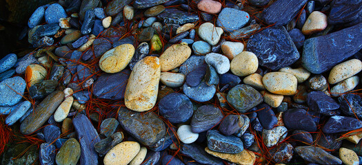 Multi-colored pebbles with fallen pine needles on the seashore