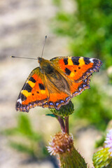 Orange butterfly Small Fox Tortoiseshell Aglais urticae on yellow flowers.