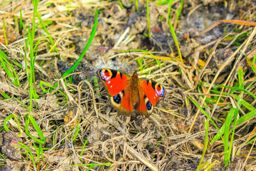 Orange butterfly aglais io european peacock butterfly on yellow flowers.