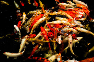 Karp koi © Angelika