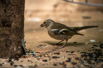 chaffinch 