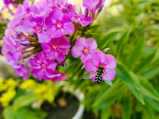 Closeup of a branch of the garden Phlox paniculata flower (known as panicled, summer, fall phlox) and scaeva pyrastri (hoverfly pied)