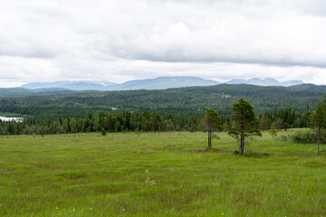 Norwegian Highlands on an overcast day, green meadow with isolated trees in the foreground and a...