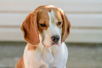 closeup portrait of beagle dog