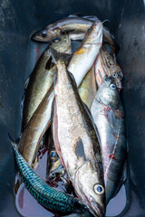 Fish box full of fresh ocean fish, cod , sea salmon, cod, leng