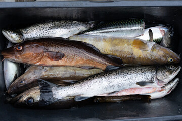 Fish Box full of fresh ocean fish , Sea trout, cod, Pollak , Leng , brown trout, mackerel 