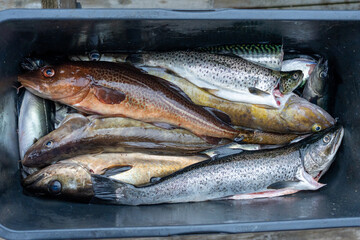 Fish Box full of fresh ocean fish , Sea trout, cod, Pollak , Leng , brown trout, mackerel 
