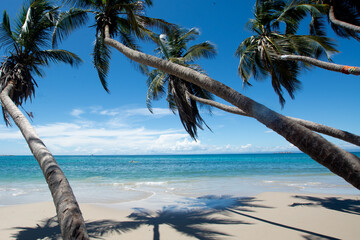 Blue beach with coconut palm trees. tropical beach. Beach vacation. sand and sun