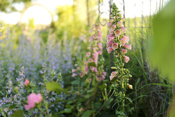 Foxglove and Catmint Flowers in the Summer Garden - obrazy, fototapety, plakaty