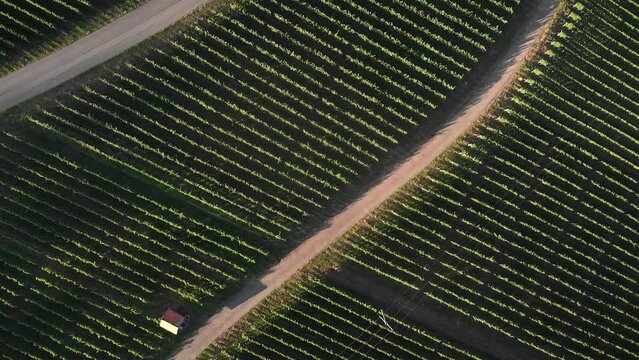 Vineyards plantations. Rows of grapes plants at summer. Winegrowing, agriculture