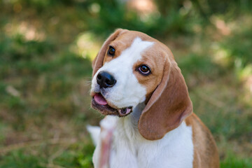 closeup portrait of beagle dog