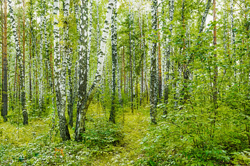 Fragment of dense birch grove and forest in summer or spring