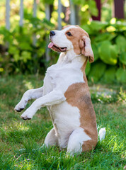 playfull funny beagle dog
